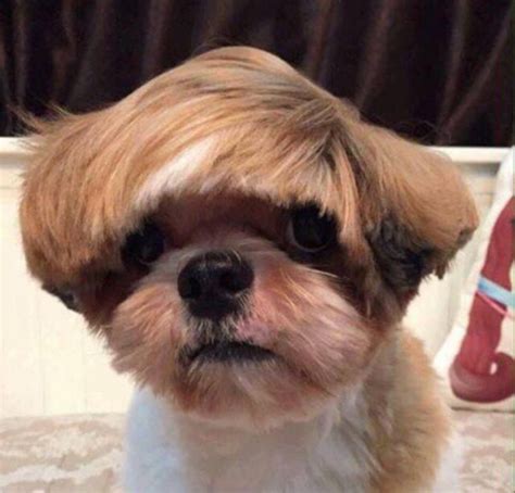 funny dog haircut memes|cute dog haircuts.